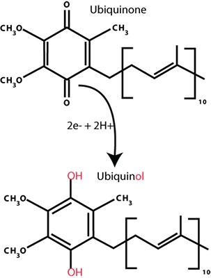 The Difference Between Ubiquinone and Ubiquinol