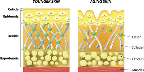 Collagen Appearance in Younger Skin vs. Aging Skin