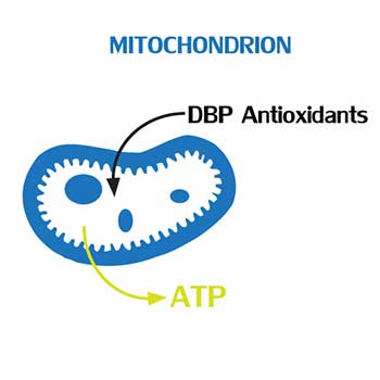 DBP Antioxidants and ATP