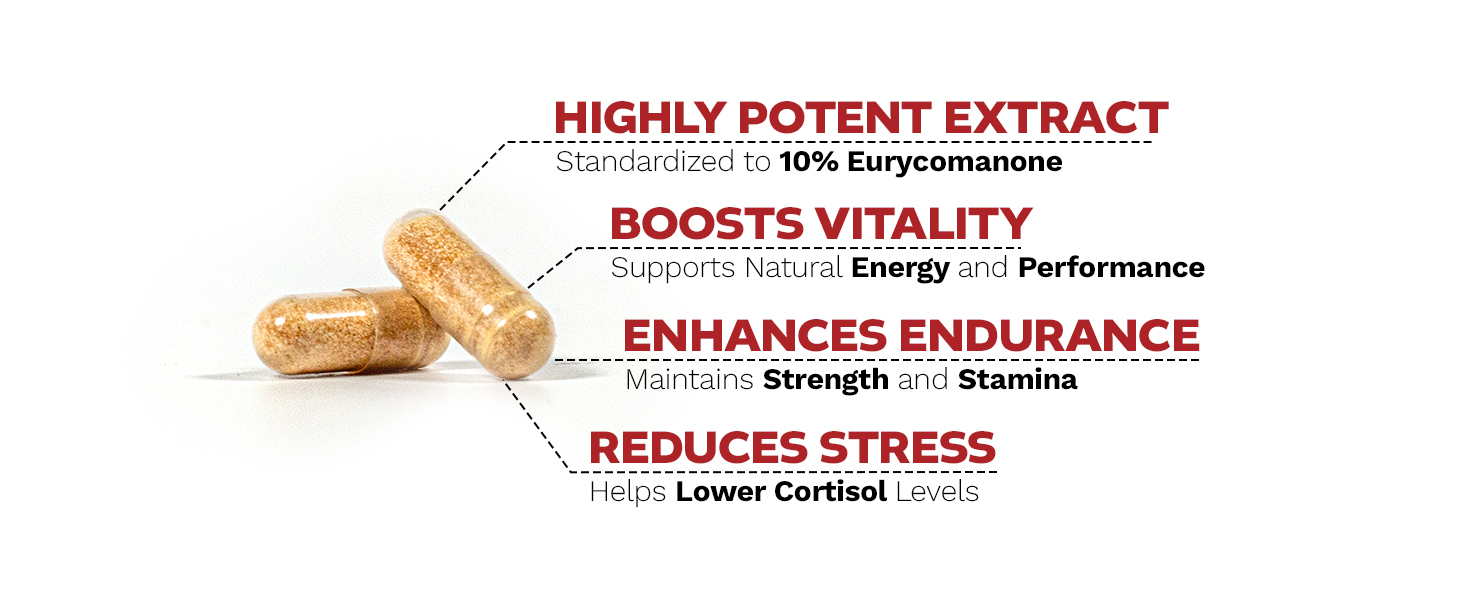 Dua kapsul Ali Tongkat Golden-Brown dengan teks yang menyoroti 10% manfaat ekstrak eurycomanone: vitalitas, daya tahan, dan pengurangan stres