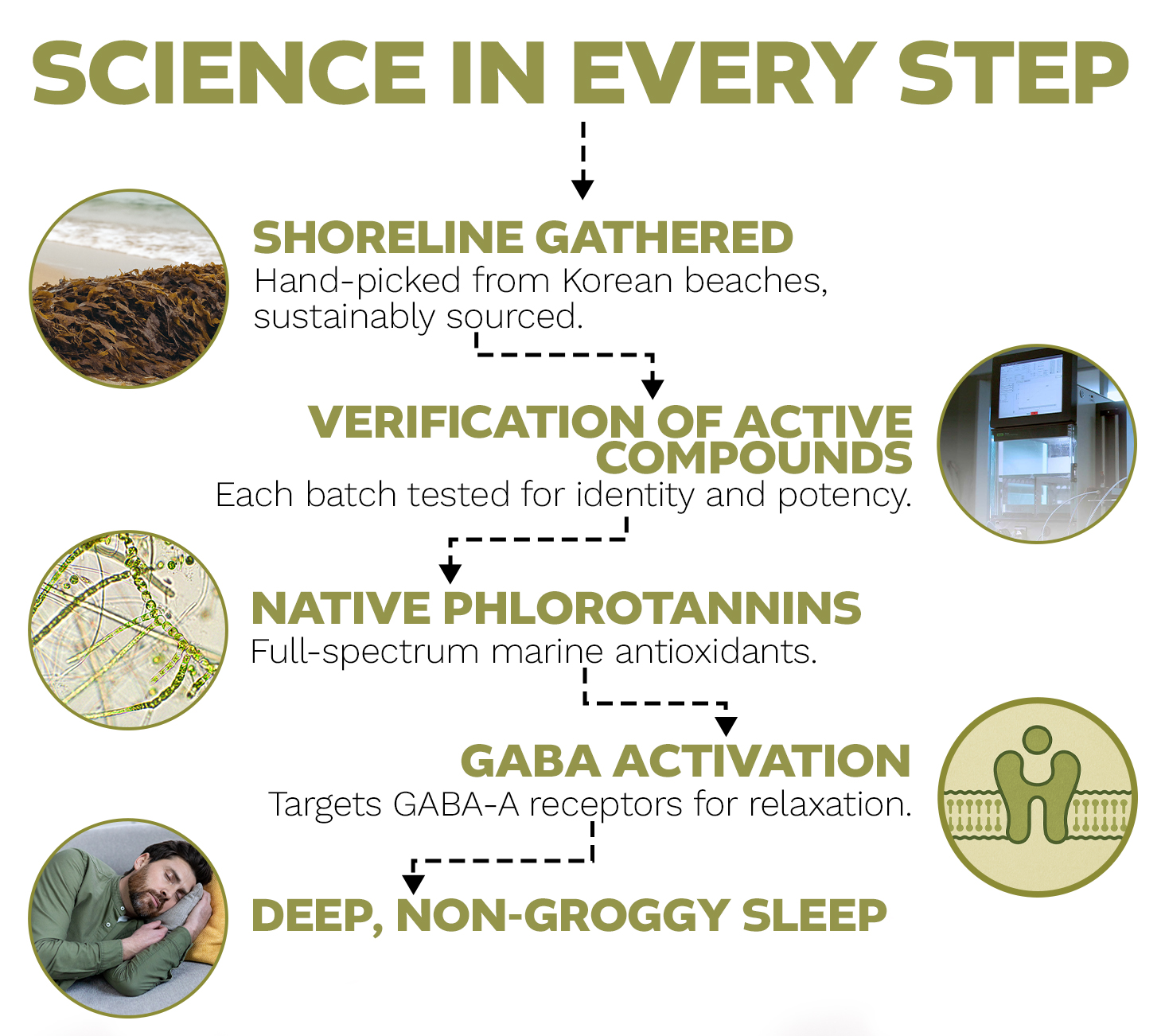 Infographic showing Ecklonia Cava supplement process: shoreline gathering, compound verification, phlorotannin antioxidants, GABA activation, and deep sleep benefits.