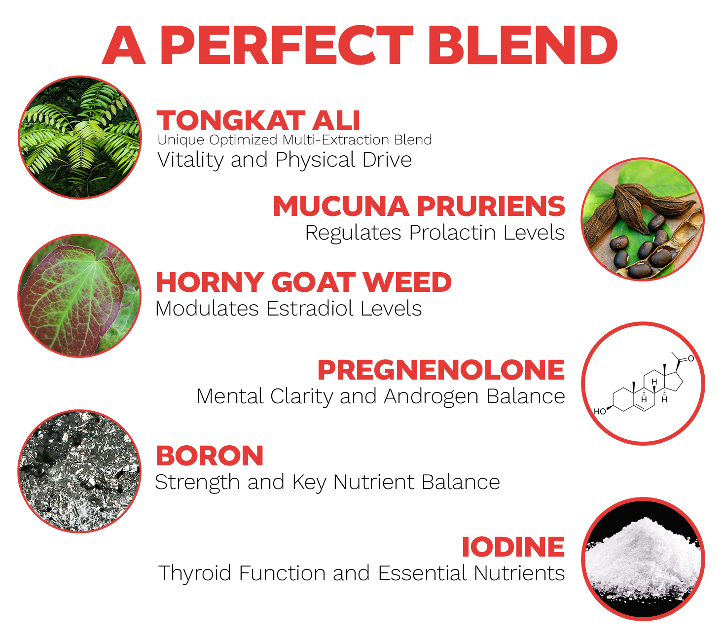 Infographic showing key nootropic ingredients: tongkat ali, mucuna pruriens, horny goat weed, pregnenolone, boron, and iodine with their cognitive and wellness benefits.
