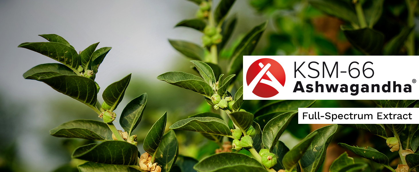 KSM-66 Ashwagandha full-spectrum extract branding over ashwagandha plant leaves.