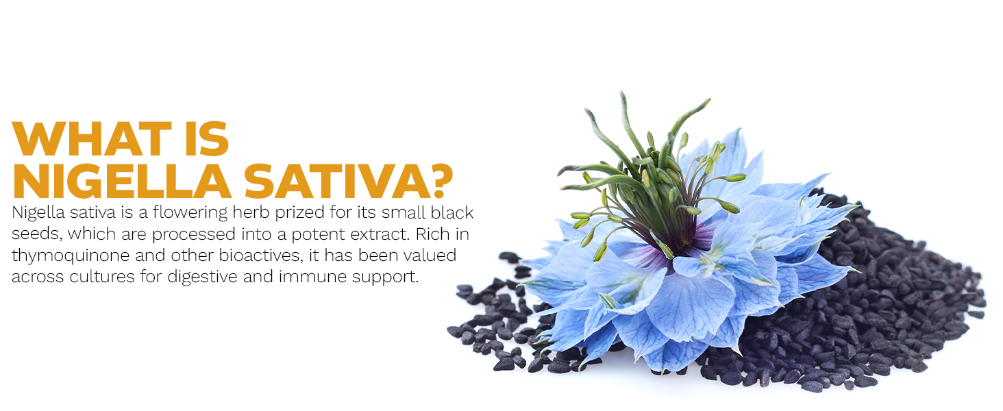 Nigella sativa flower and black seeds shown as digestive and immune support supplement.