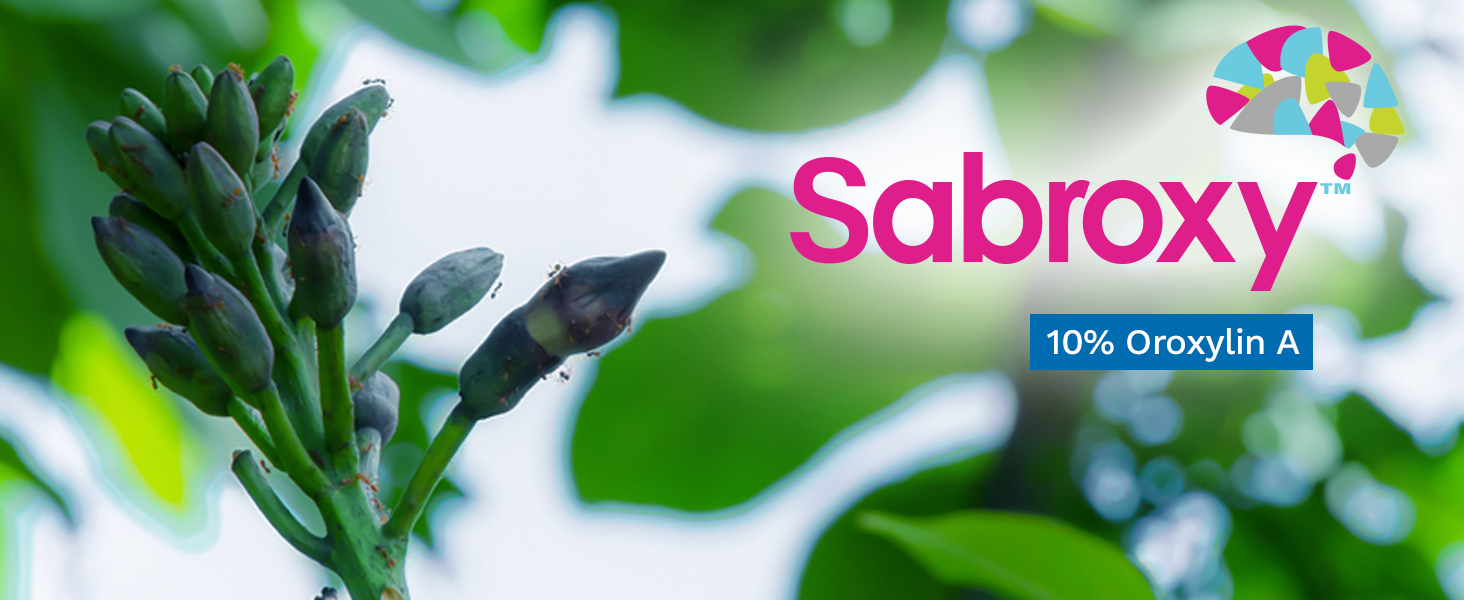 Sabroxy supplement branding with 10% Oroxylin A displayed alongside an Oroxylum indicum plant for cognitive support.