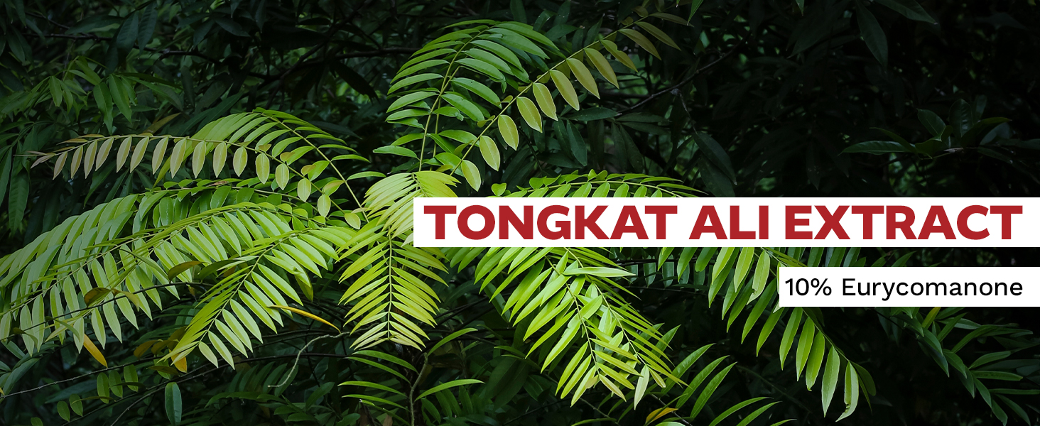 Tongkat Ali Extract Capsules or Tablets | 10% Eurycomanone