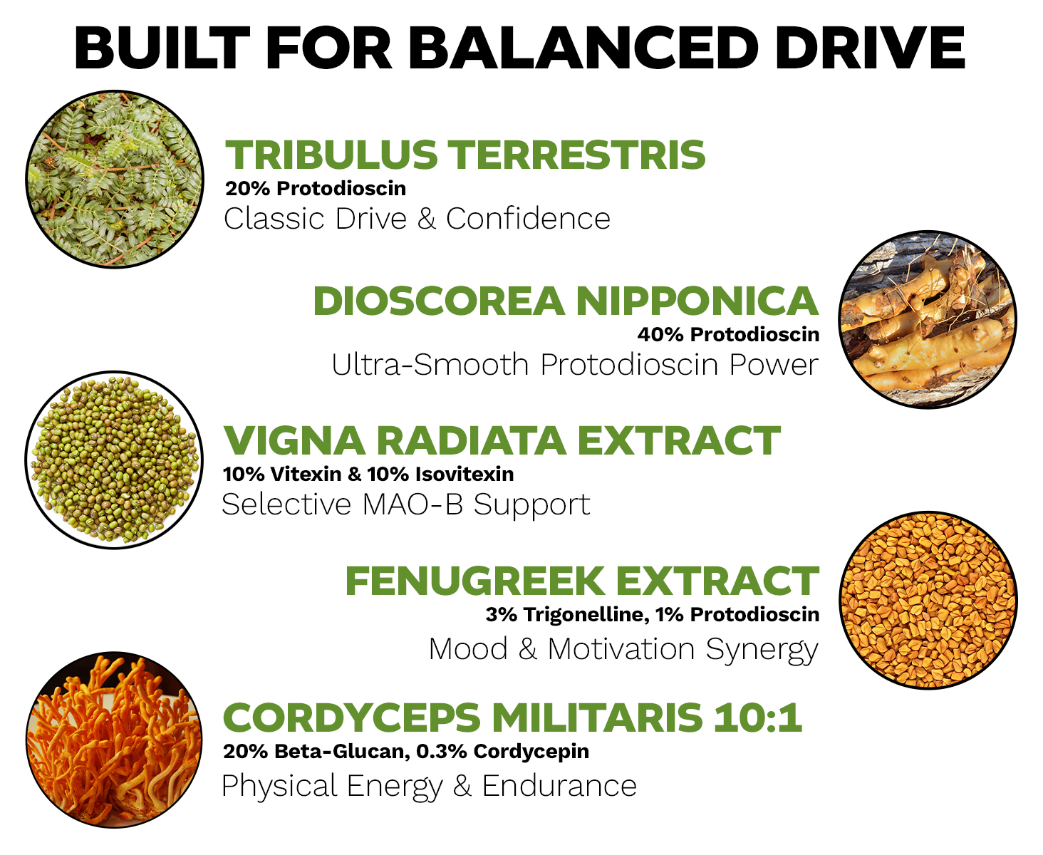 Infographic of Tribugen’s herbal ingredients and key compounds for balanced drive and energy.
