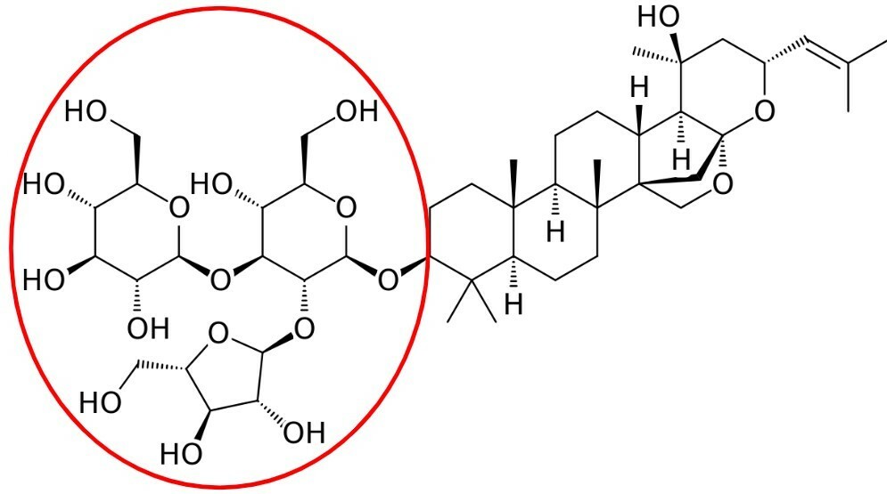 Chemical structure diagram of a bacoside compound showing a large steroid core linked to several sugar rings, which are highlighted inside a red oval on the left side of the image.