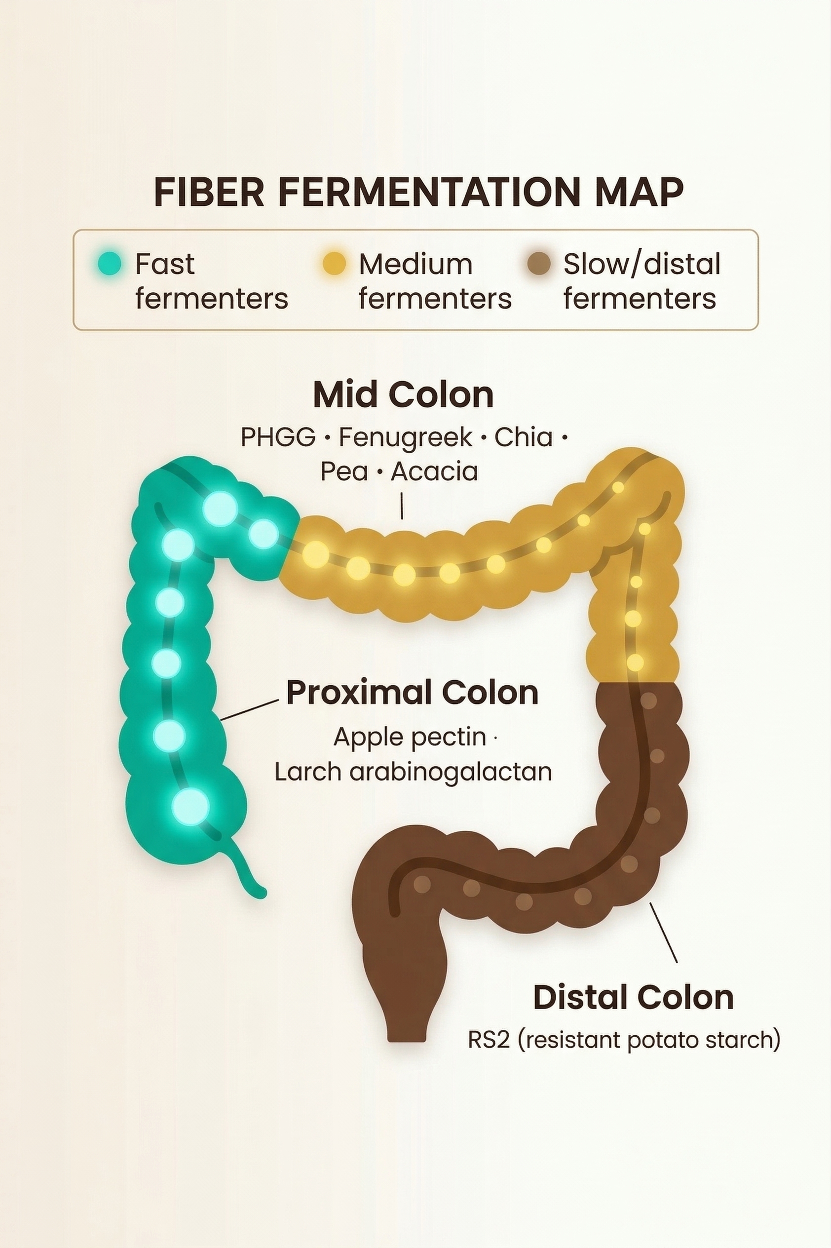 Mobile diagram of fiber fermentation along the colon