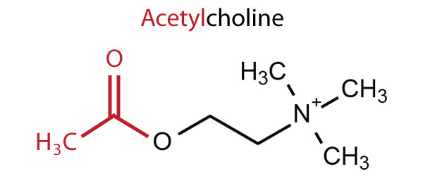 Acetylcholine