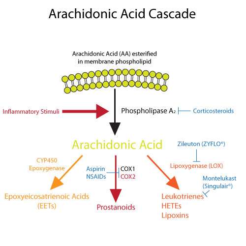 Arachidonic Acid Cascade