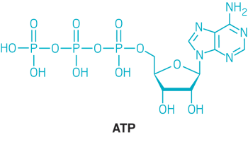ATP Structure
