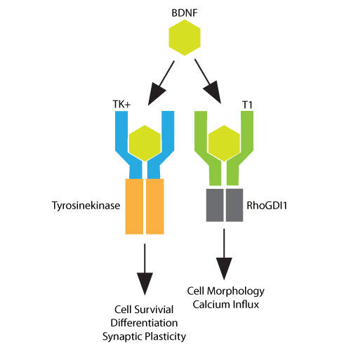 BDNF Diagram