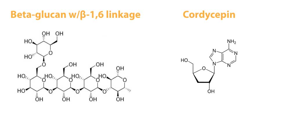 Beta-Glucans and Cordycepin