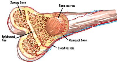 The Anatomy of a Human Bone