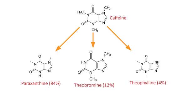 How does Caffeine metabolize
