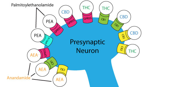 Cannabinoid Diagram