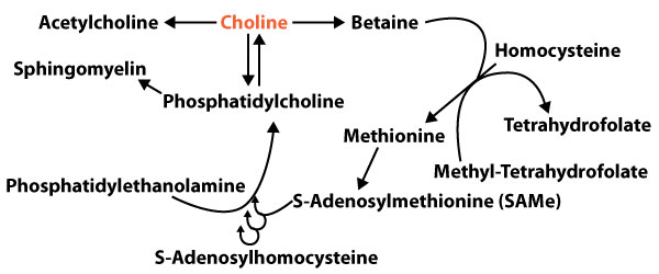 Choline Cycle