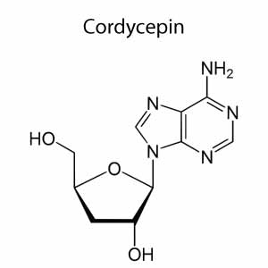 Cordycepin Structure