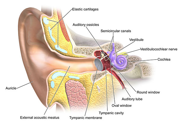 The Anatomy of the Human Ear