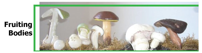 Whole Fruiting Body Mushrooms