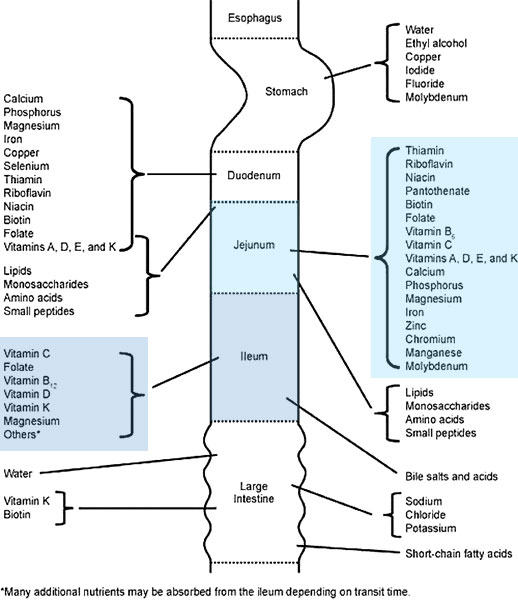 Types Of Magnesium Chart