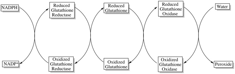 Reduced glutathione reductase