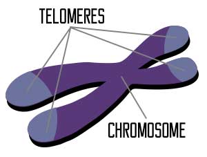 How to Lengthen Telomeres