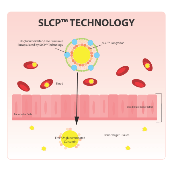 Longvida Curcumin and SLCP Technology