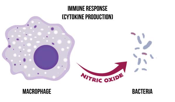 Macrophage