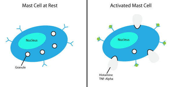 Mast Cell Diagram