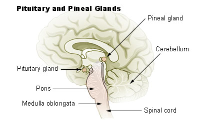 Melatonin and the Pineal Gland