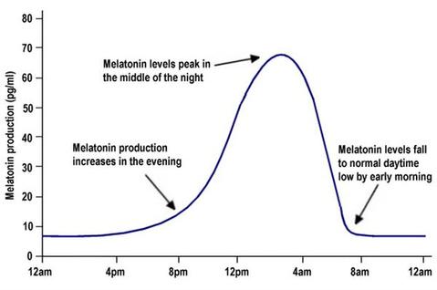 Melatonin Production Timeline