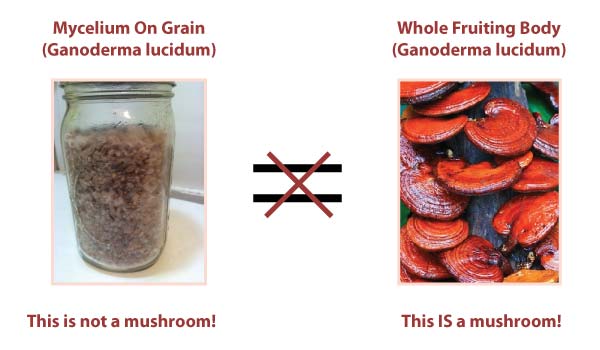 Mycelium on Grain vs. Whole Fruiting Body Mushrooms