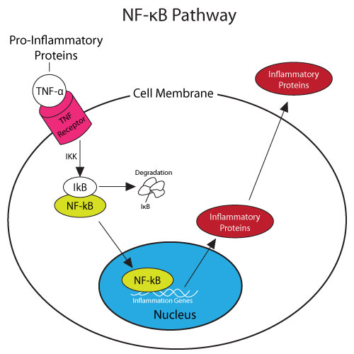 NF-KB Pathway