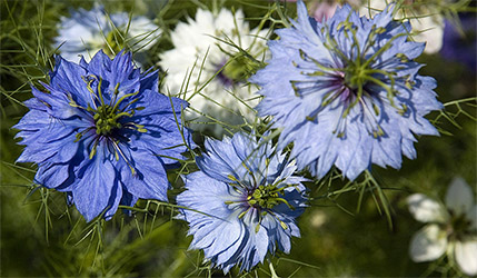 Nigella Sativa Flowers