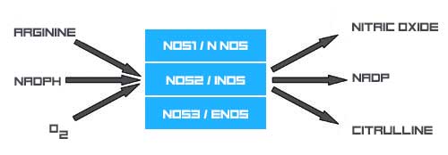 Nitric Oxide Synthase