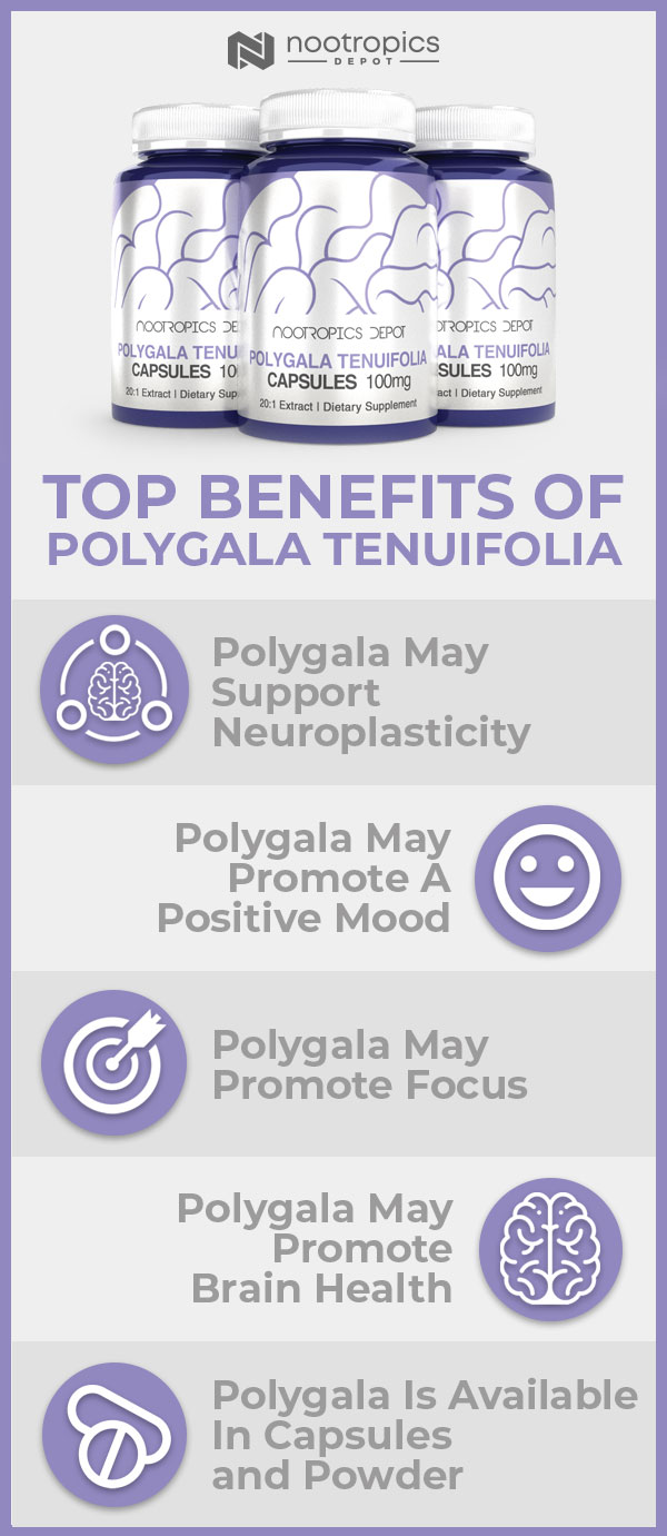 Polygala tenuifolia Infographic