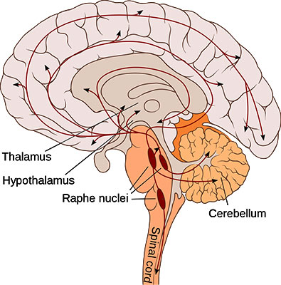 Melatonin and the Serotonergic System