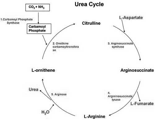 The Urea Cycle